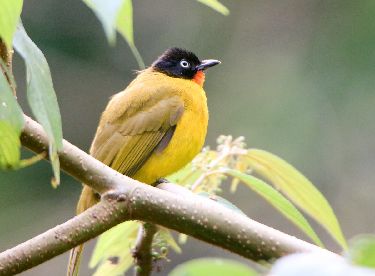 Flame-throated Bulbul - ML623502643