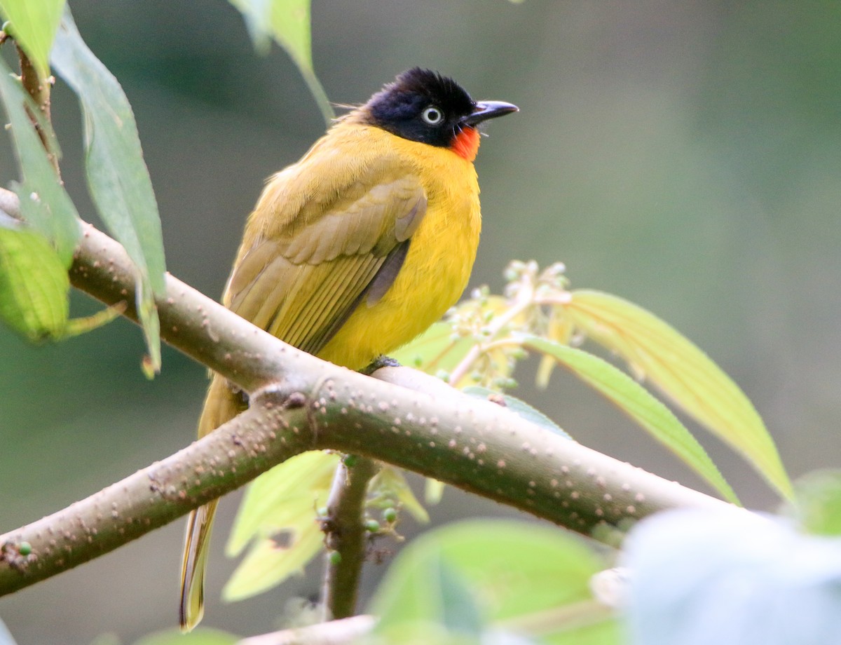 Flame-throated Bulbul - ML623502644