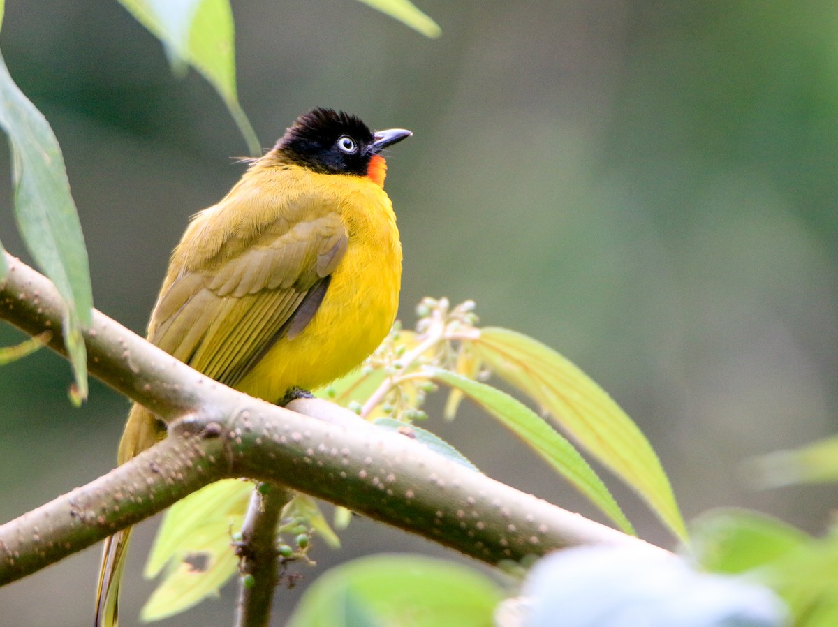 Flame-throated Bulbul - ML623502645