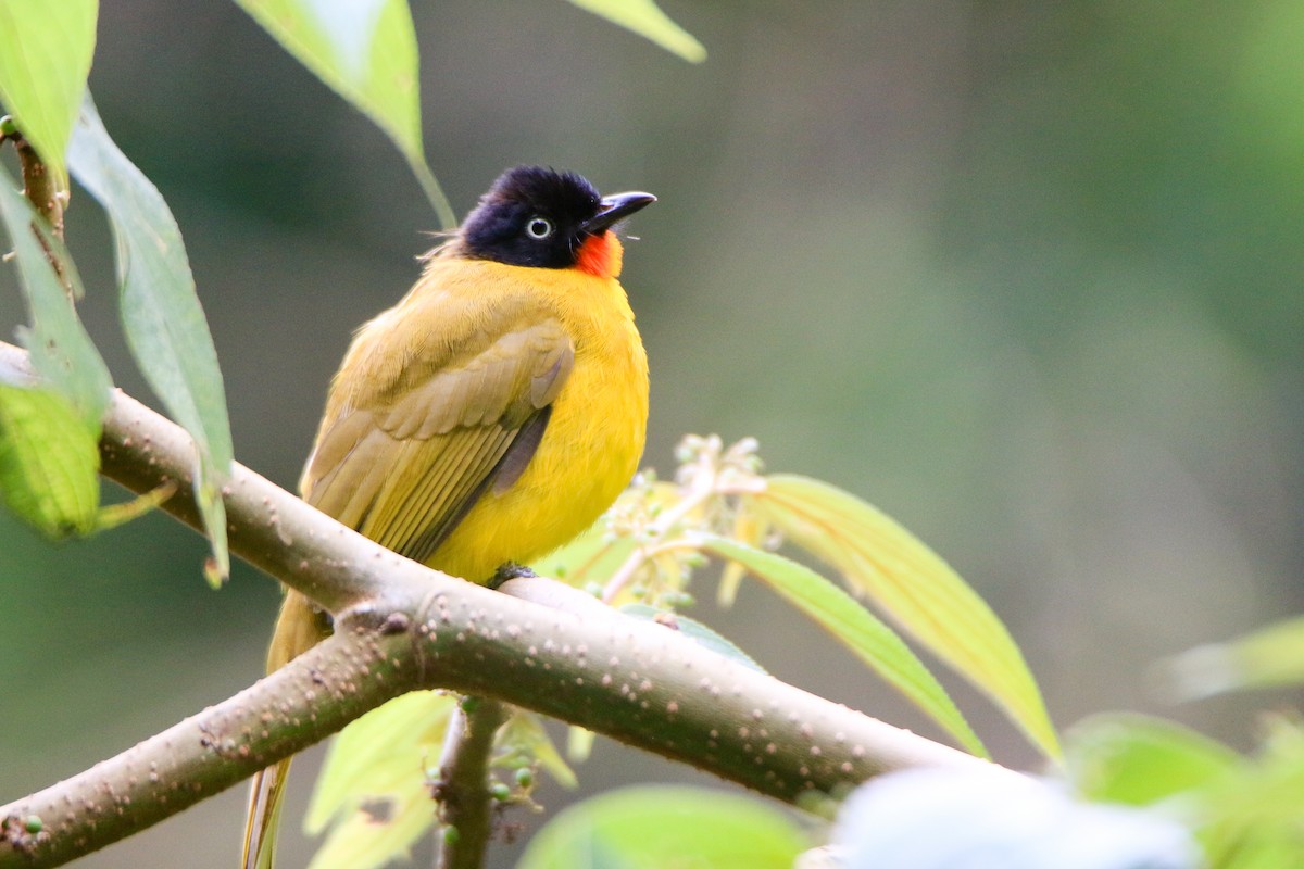 Flame-throated Bulbul - ML623502646