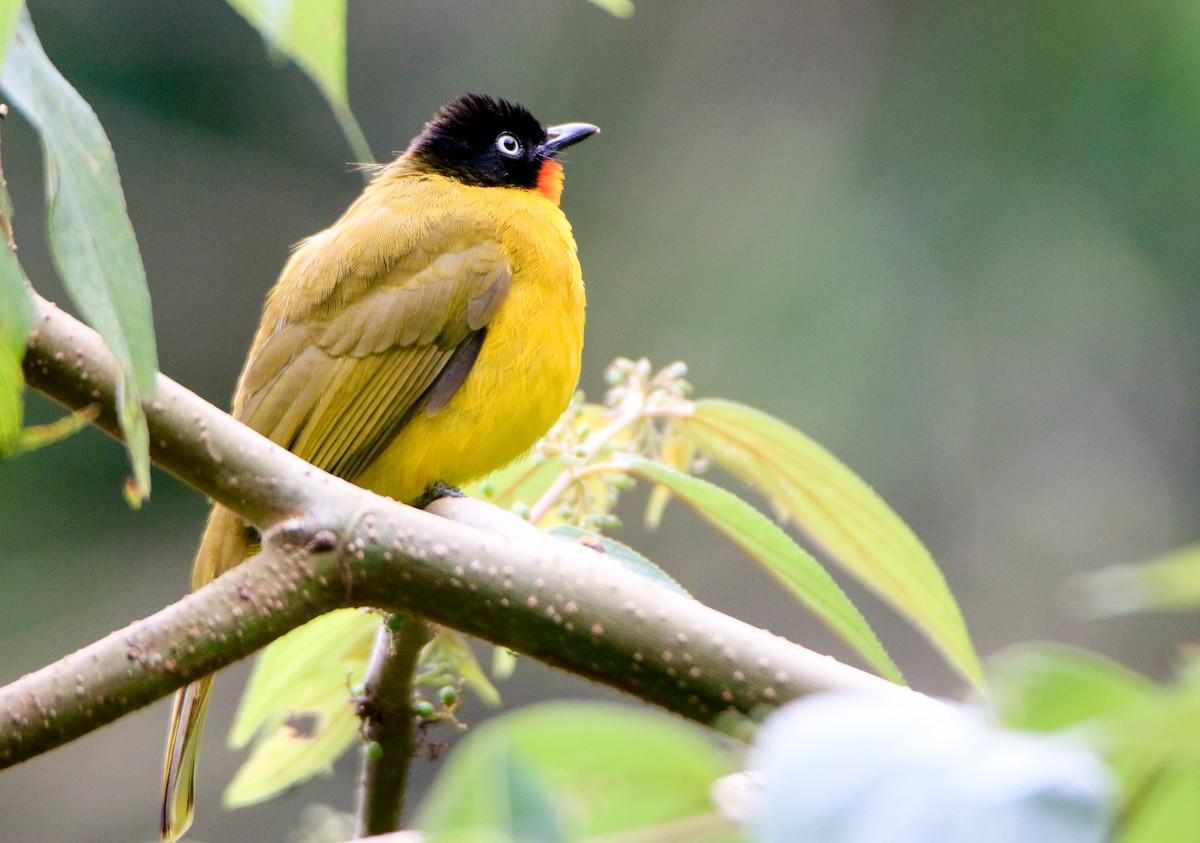 Flame-throated Bulbul - ML623502647