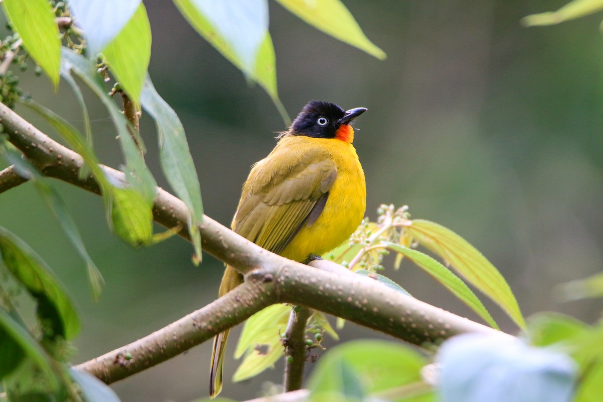 Flame-throated Bulbul - Krishnamoorthy Muthirulan