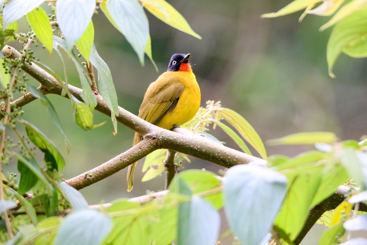 Flame-throated Bulbul - ML623502656