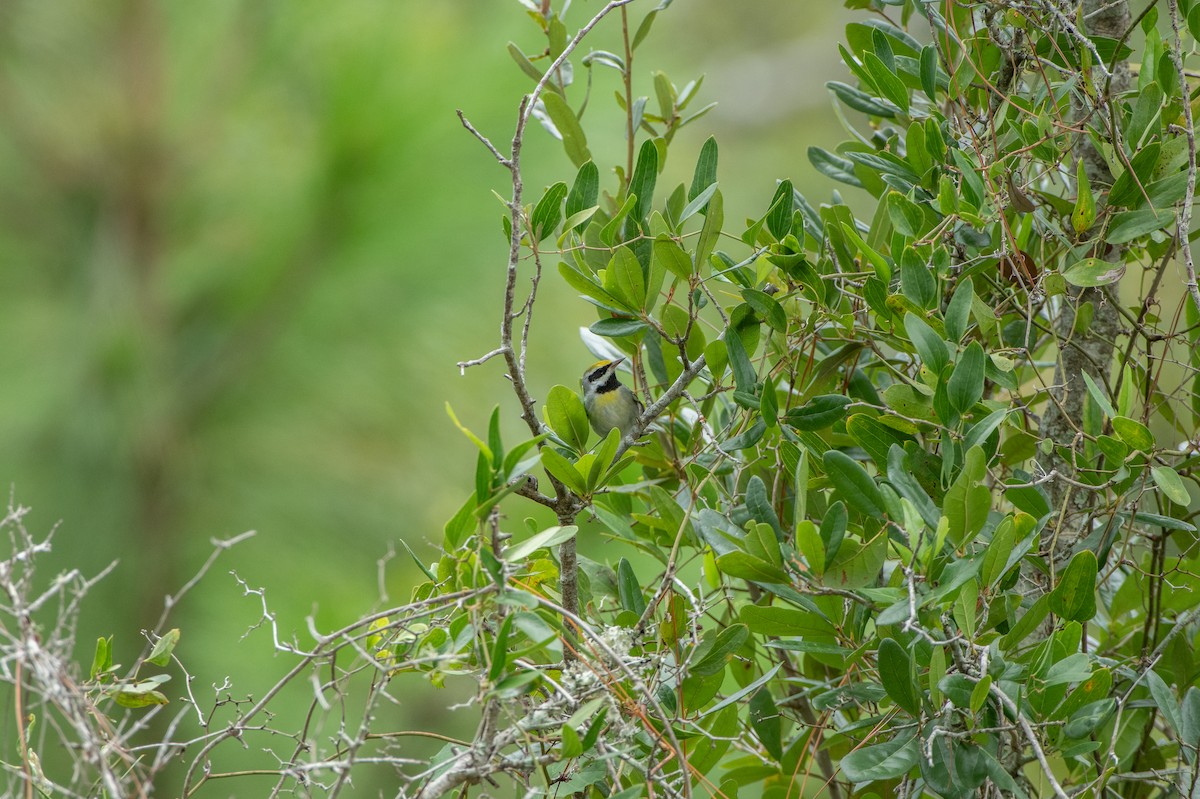 Golden-winged Warbler - ML623502763