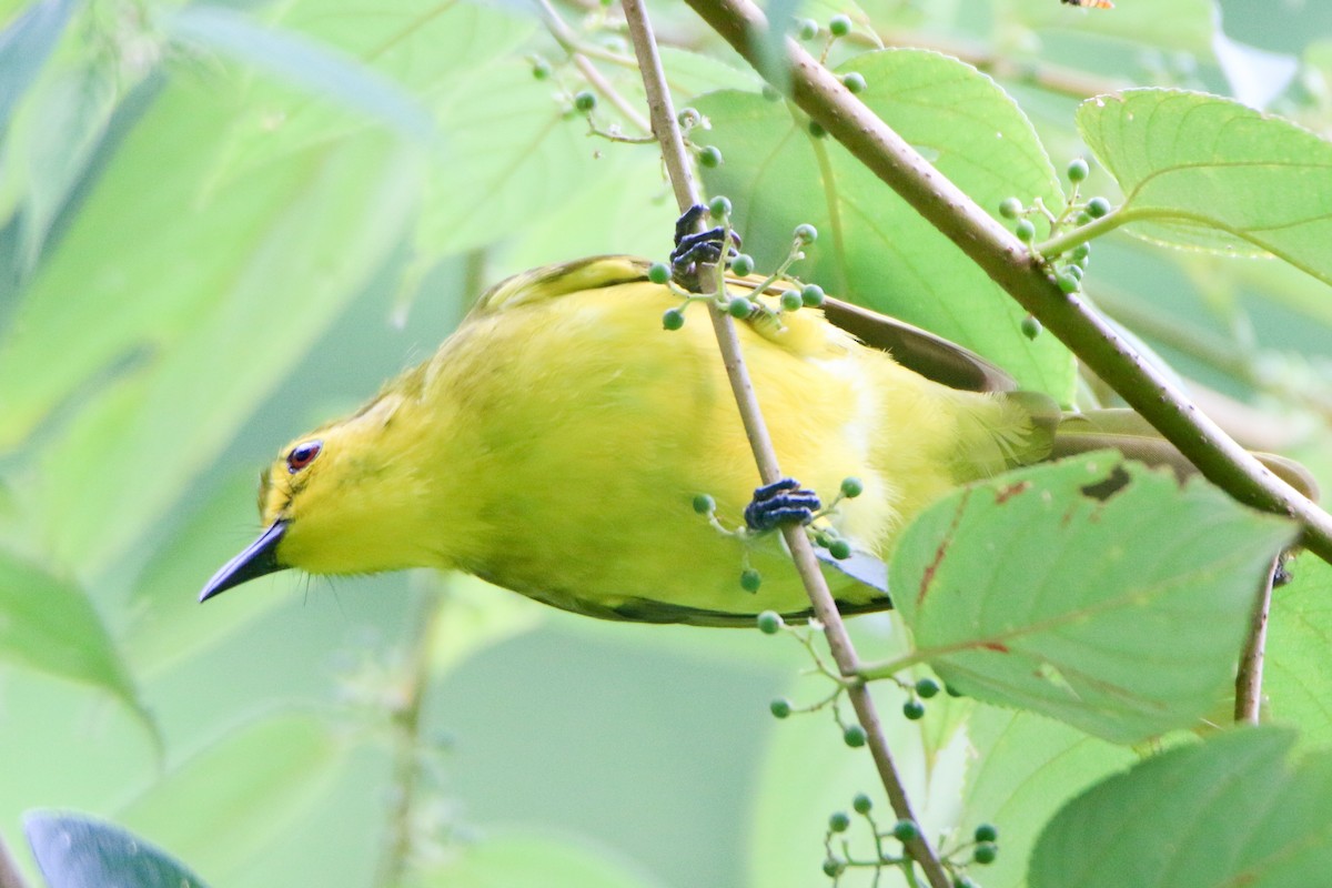 Yellow-browed Bulbul - ML623502770