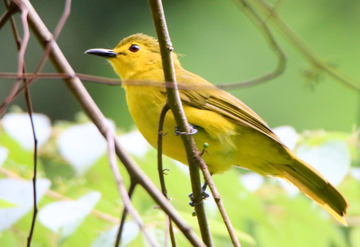 Yellow-browed Bulbul - ML623502772