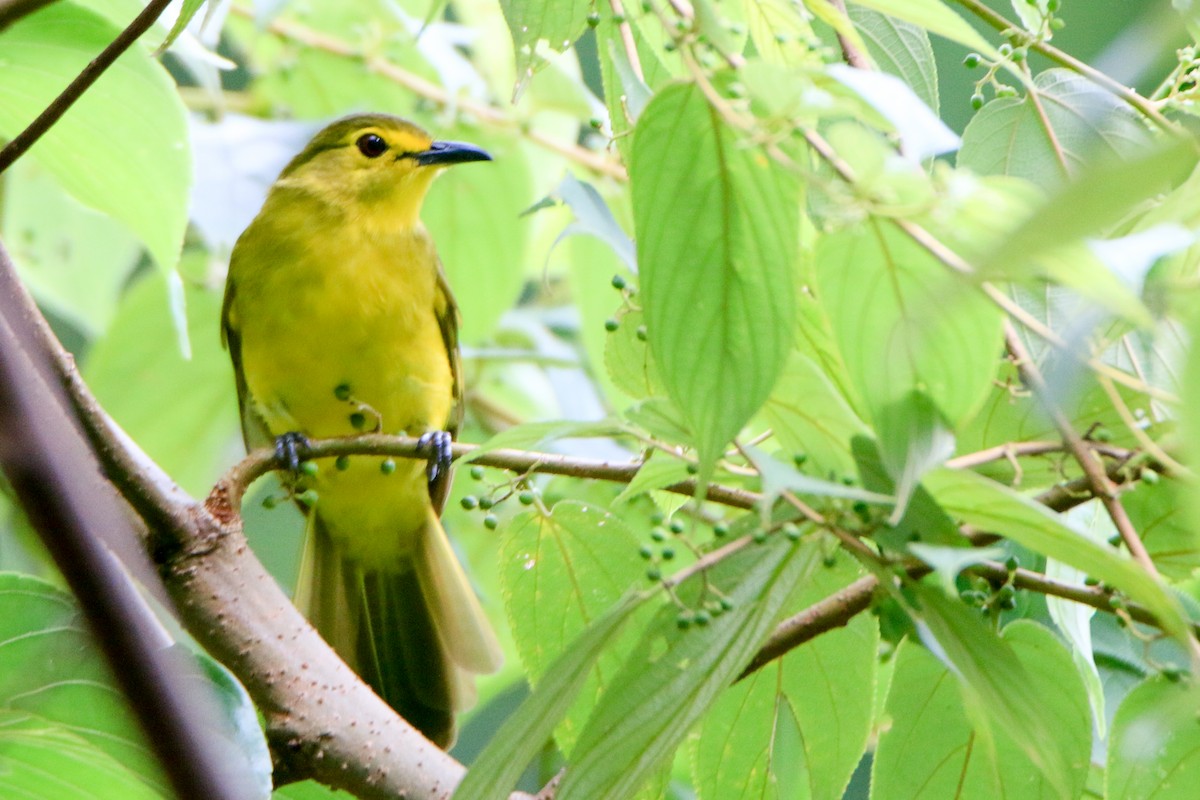 Yellow-browed Bulbul - Krishnamoorthy Muthirulan