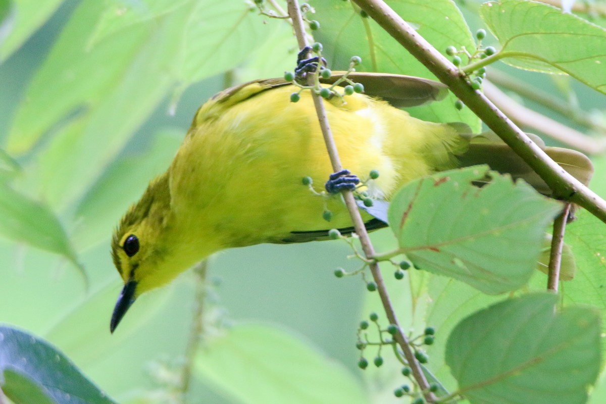 Yellow-browed Bulbul - Krishnamoorthy Muthirulan