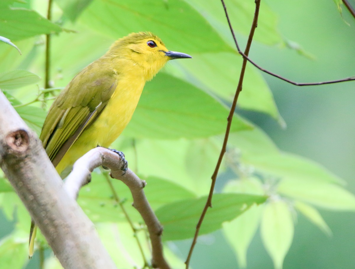 Yellow-browed Bulbul - Krishnamoorthy Muthirulan