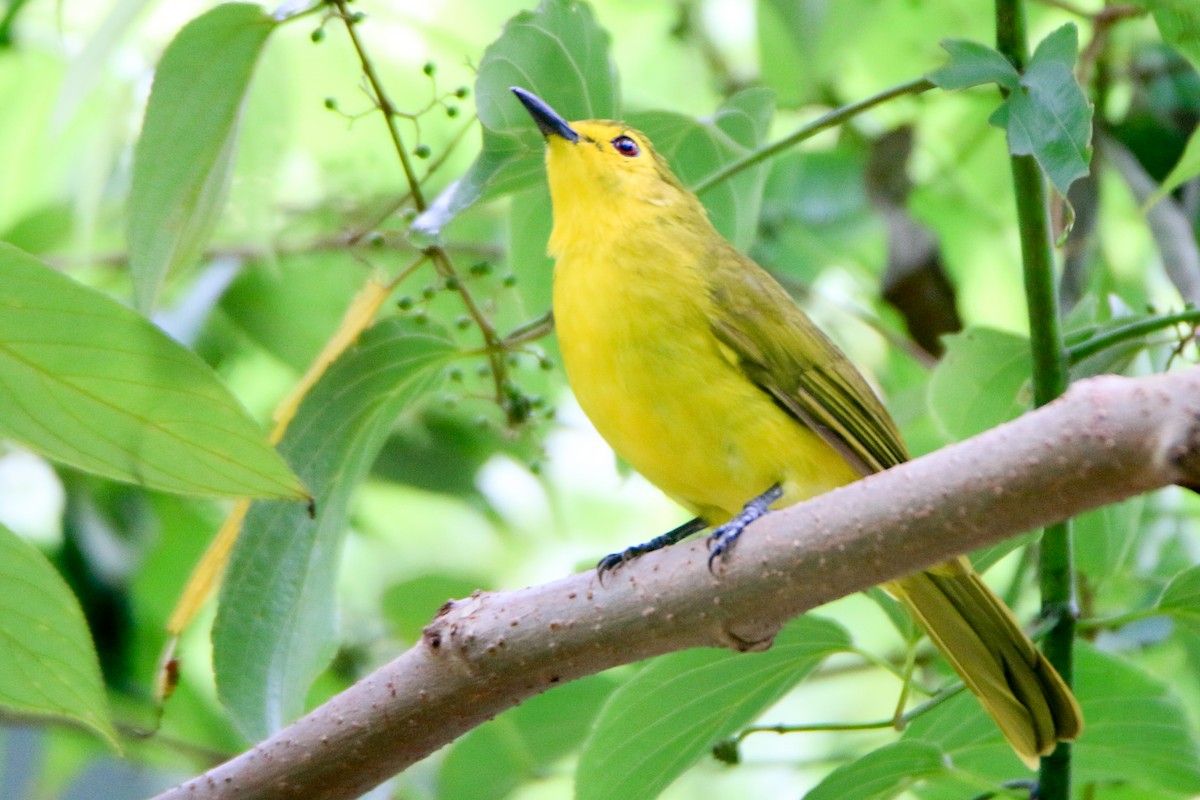 Yellow-browed Bulbul - ML623502778