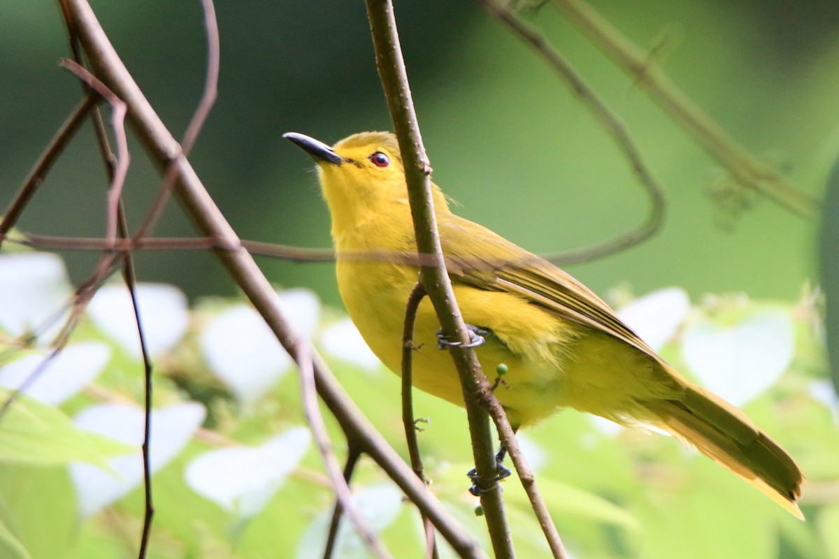 Yellow-browed Bulbul - ML623502779