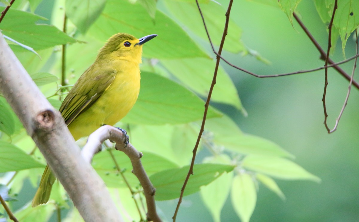 Yellow-browed Bulbul - ML623502780