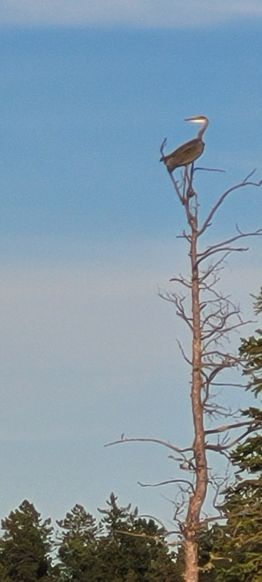 Great Blue Heron - Sheila Hale