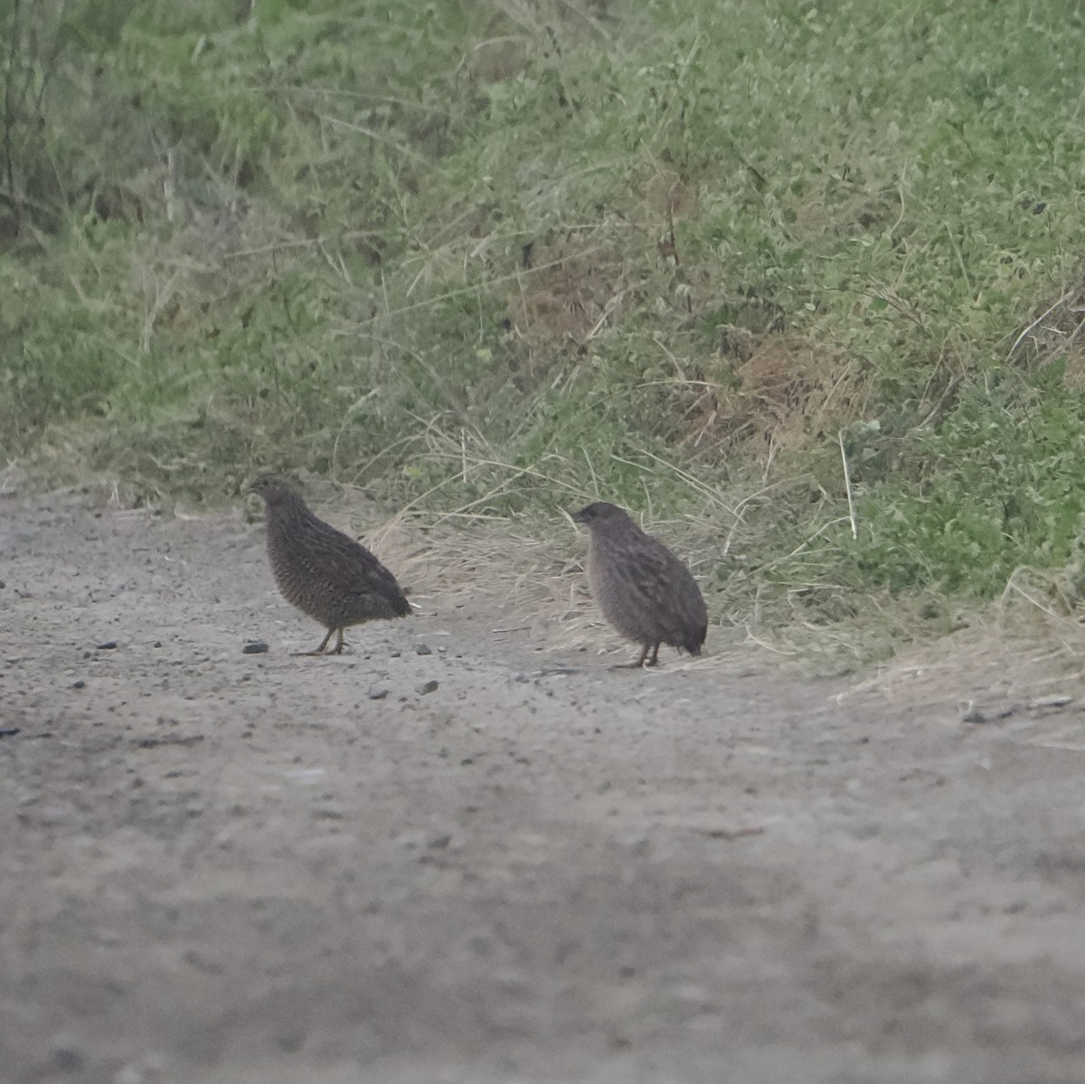 Brown Quail - Peter de Jongh