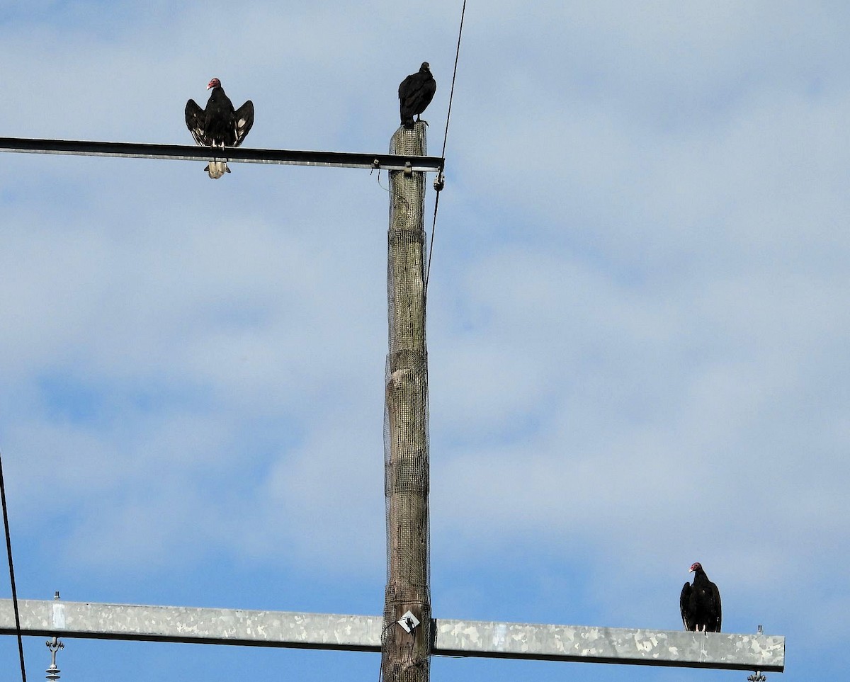 Turkey Vulture - ML623502788