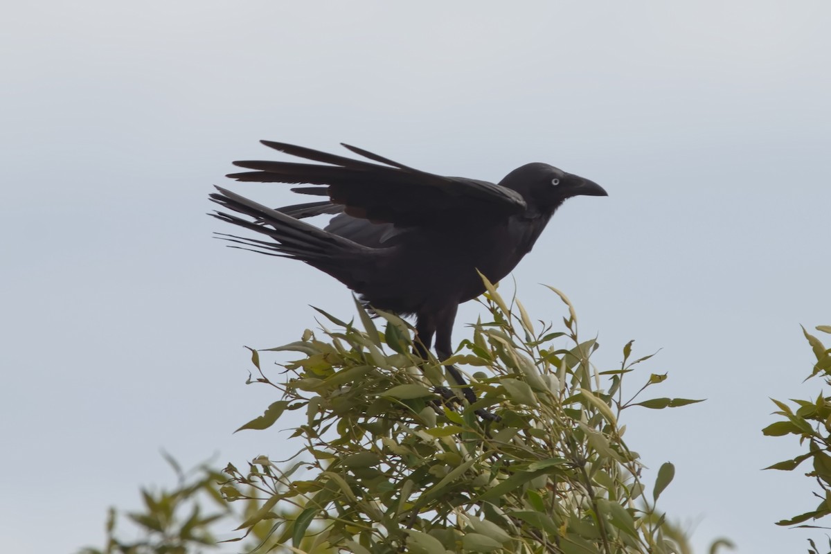 Australian Raven - ML623502826