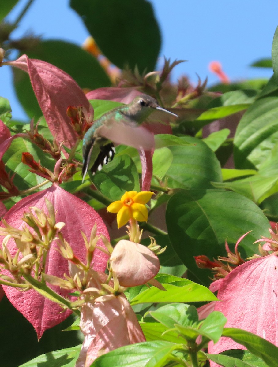 Ruby-throated Hummingbird - ML623502873