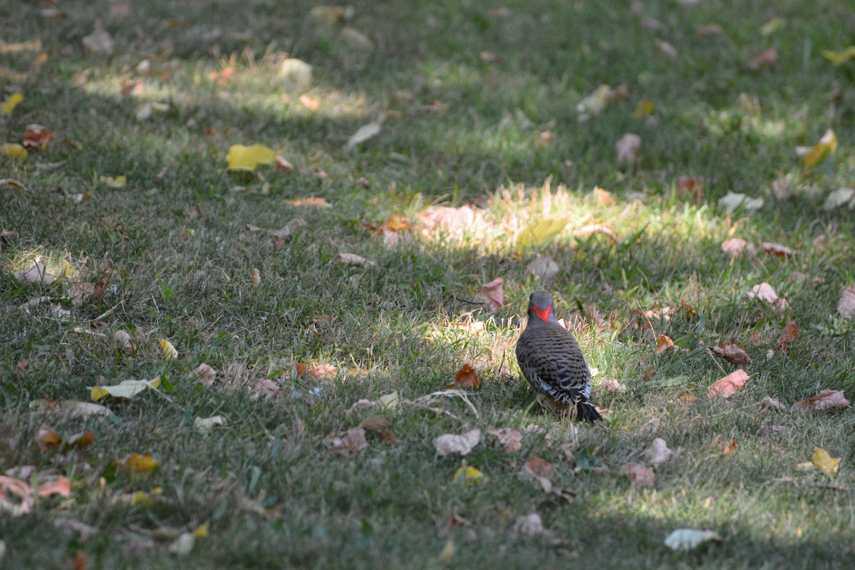 Northern Flicker - Evelyn Pain