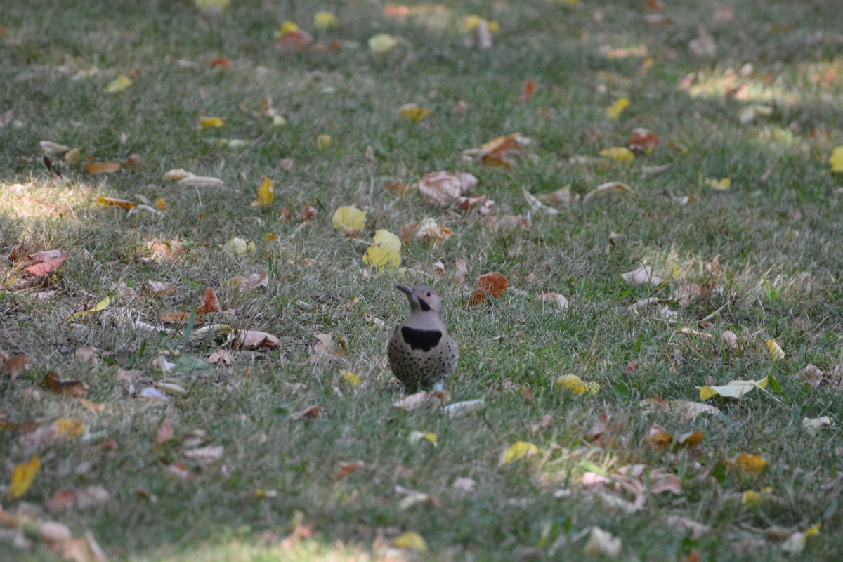 Northern Flicker - ML623502907