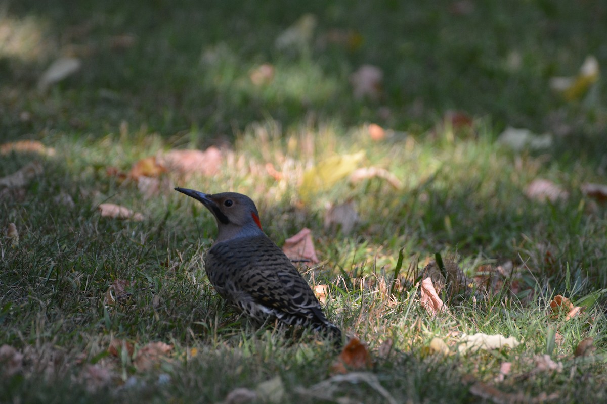 Northern Flicker - ML623502908