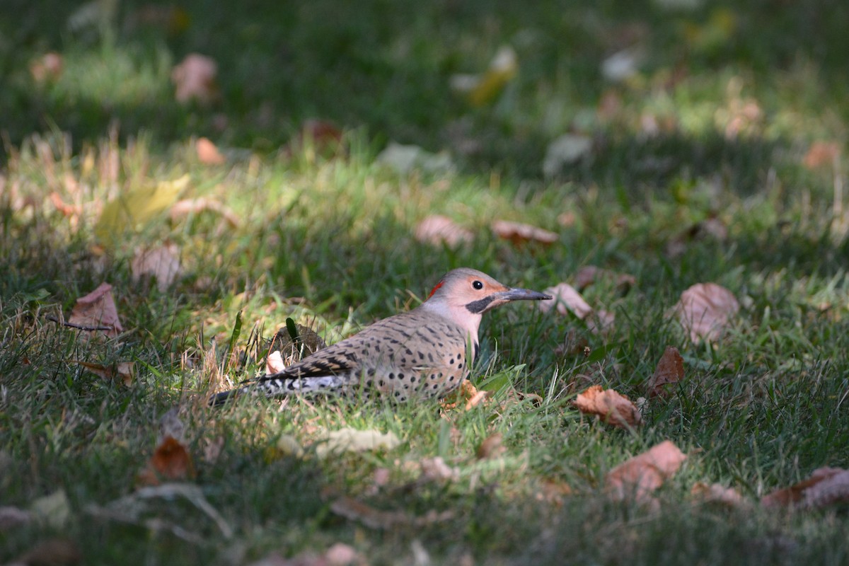 Northern Flicker - ML623502909