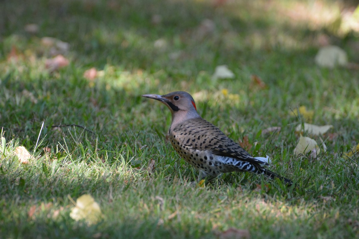 Northern Flicker - ML623502910