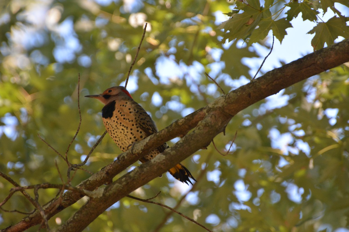 Northern Flicker - ML623502911