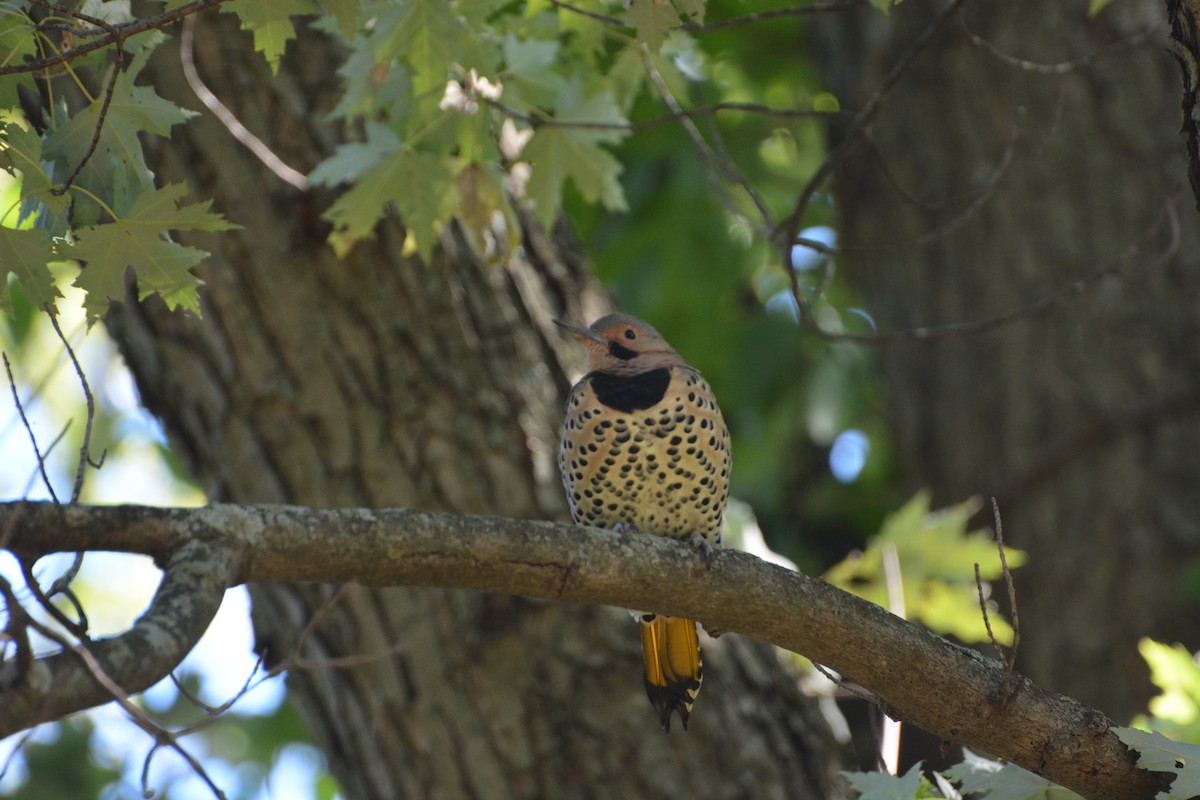 Northern Flicker - Evelyn Pain