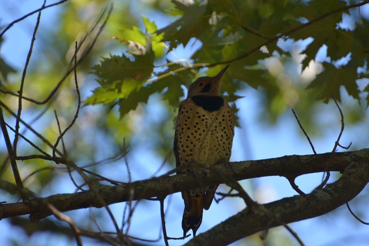 Northern Flicker - ML623502913