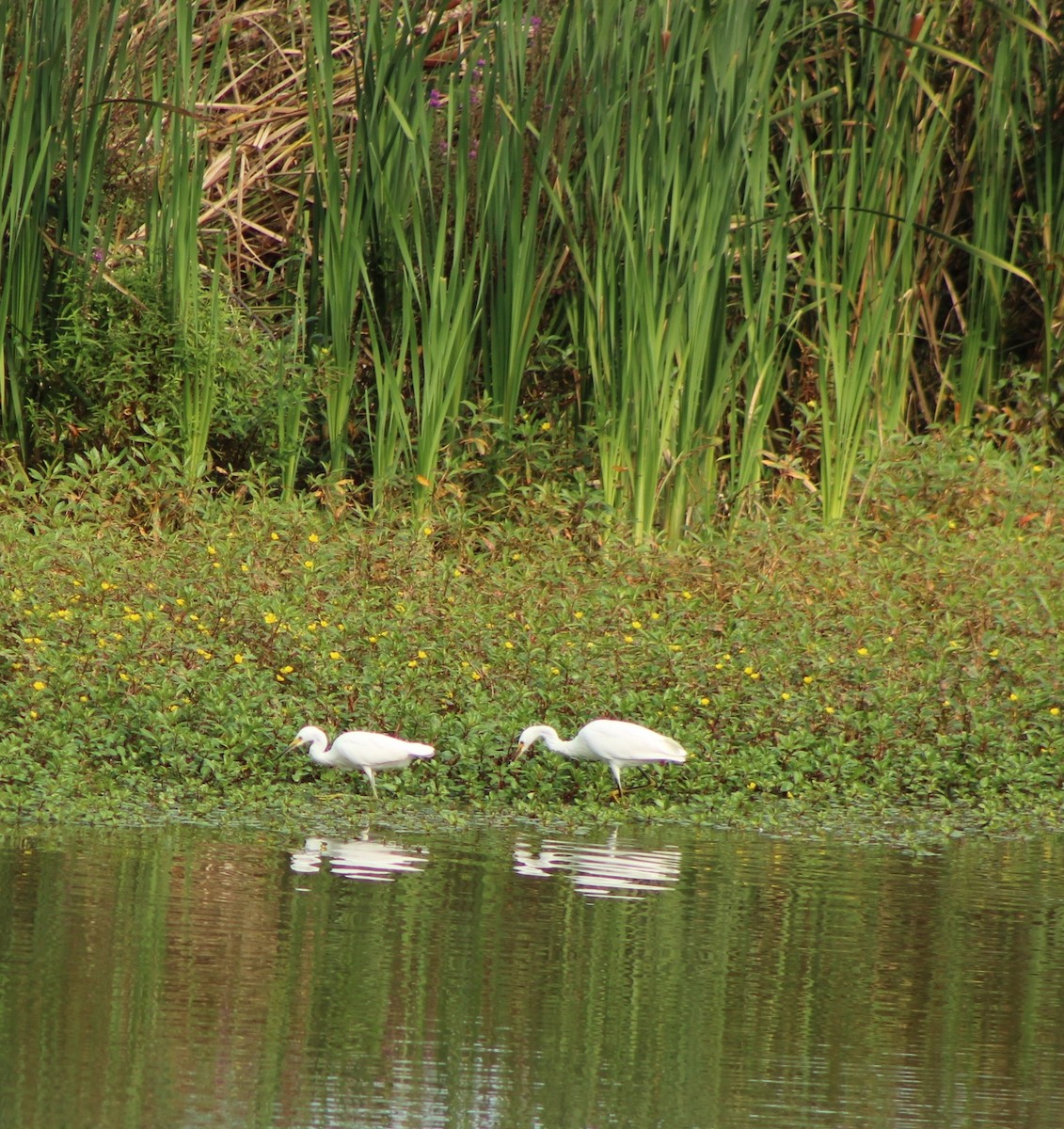 Snowy Egret - ML623502936