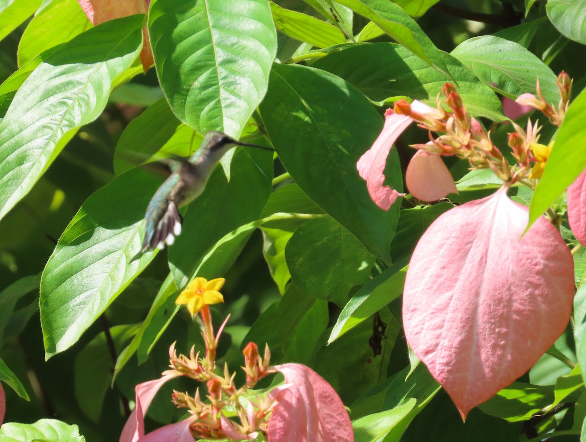 Ruby-throated Hummingbird - ML623502938