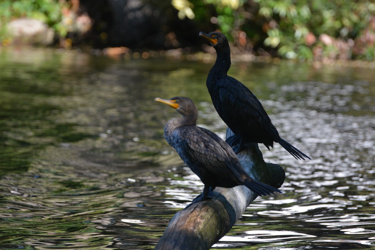 Double-crested Cormorant - ML623502958