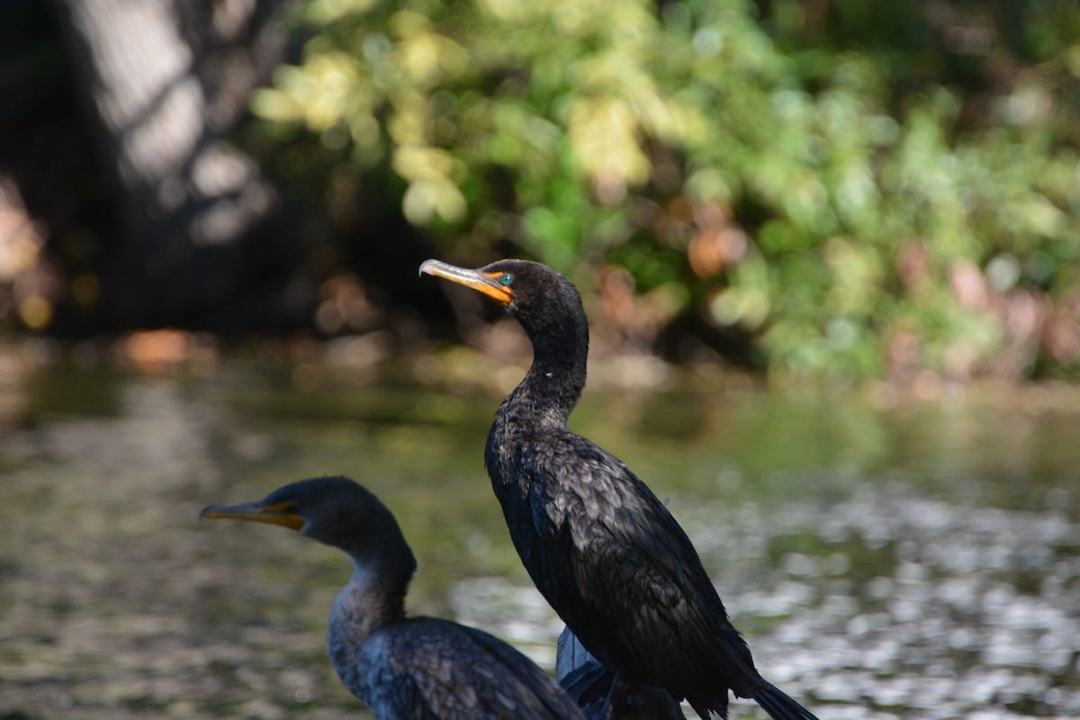 Double-crested Cormorant - ML623502959