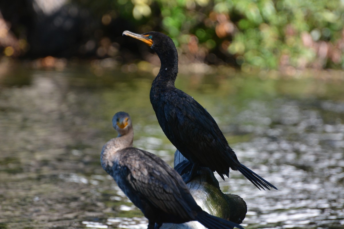 Double-crested Cormorant - ML623502960