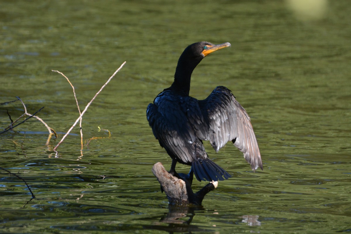 Double-crested Cormorant - ML623502961