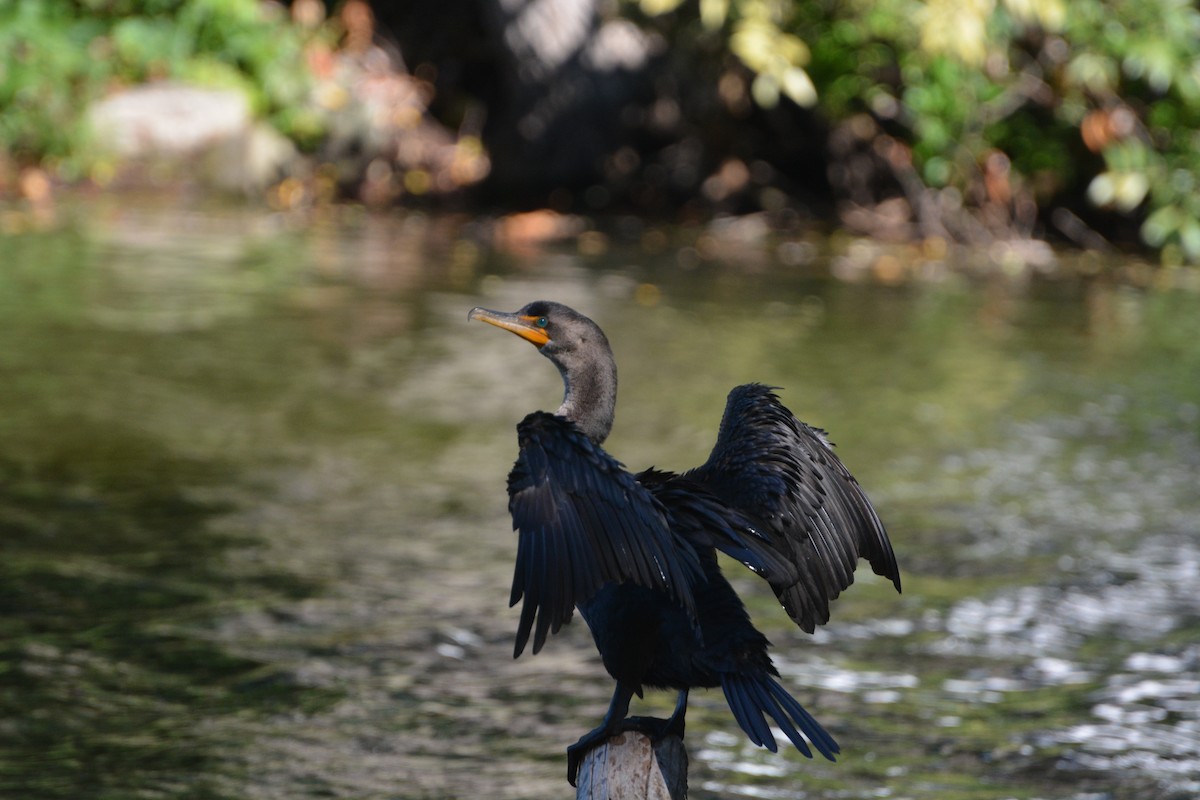 Double-crested Cormorant - ML623502962