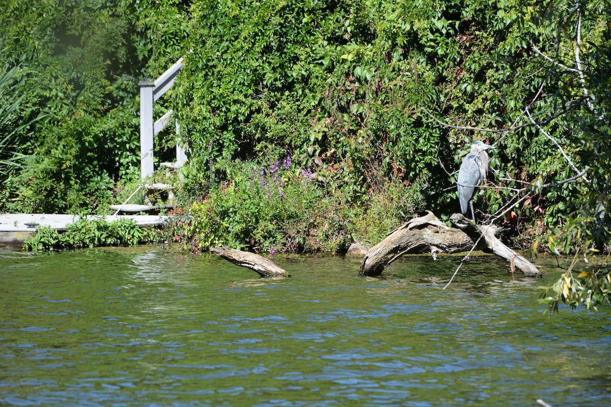 Great Blue Heron - ML623502979