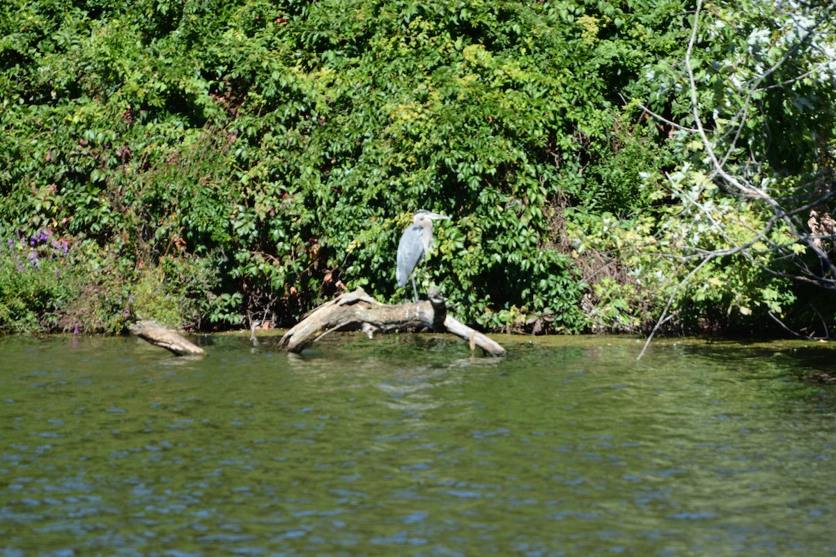 Great Blue Heron - ML623502980