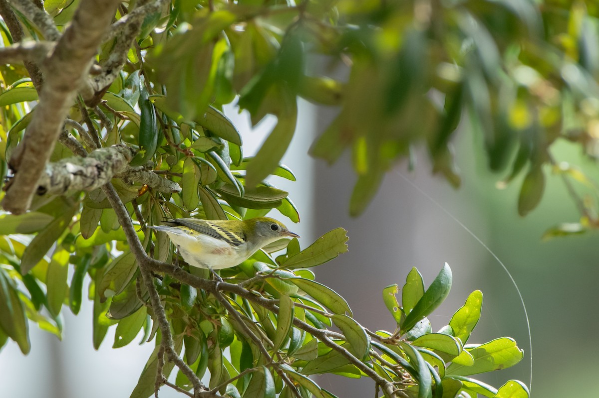 Chestnut-sided Warbler - ML623502981