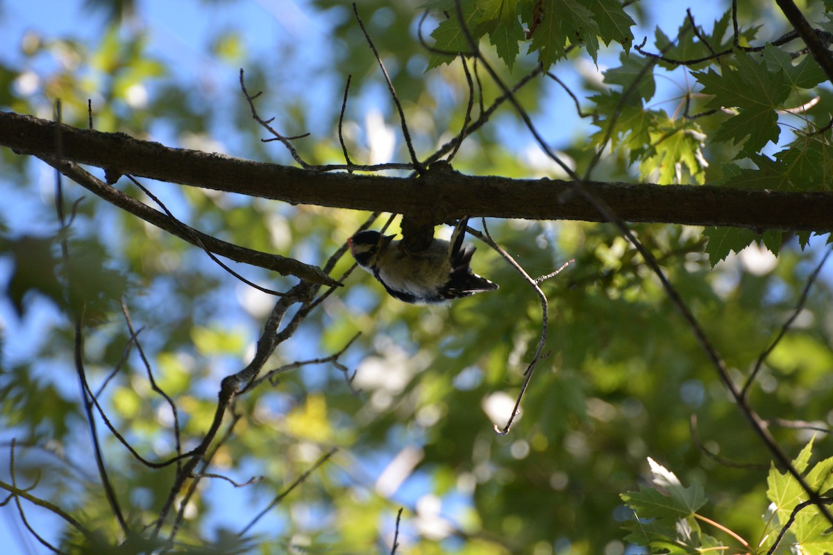 Downy Woodpecker - ML623502985