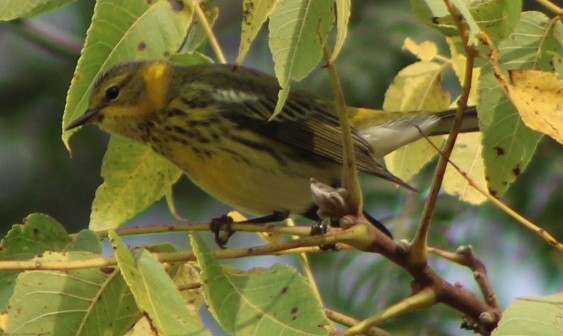 Cape May Warbler - ML623502992