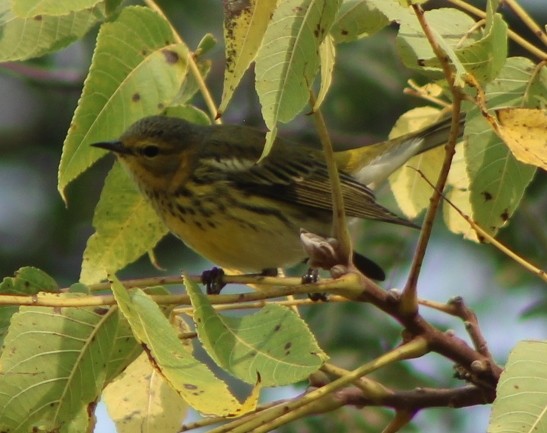 Cape May Warbler - ML623502998