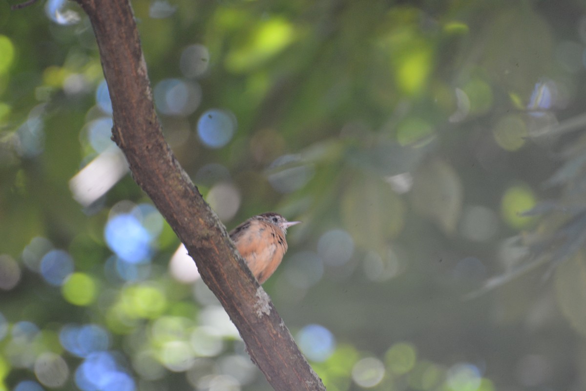 Carolina Wren - ML623502999