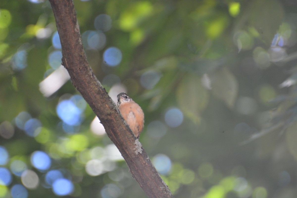 Carolina Wren - ML623503000