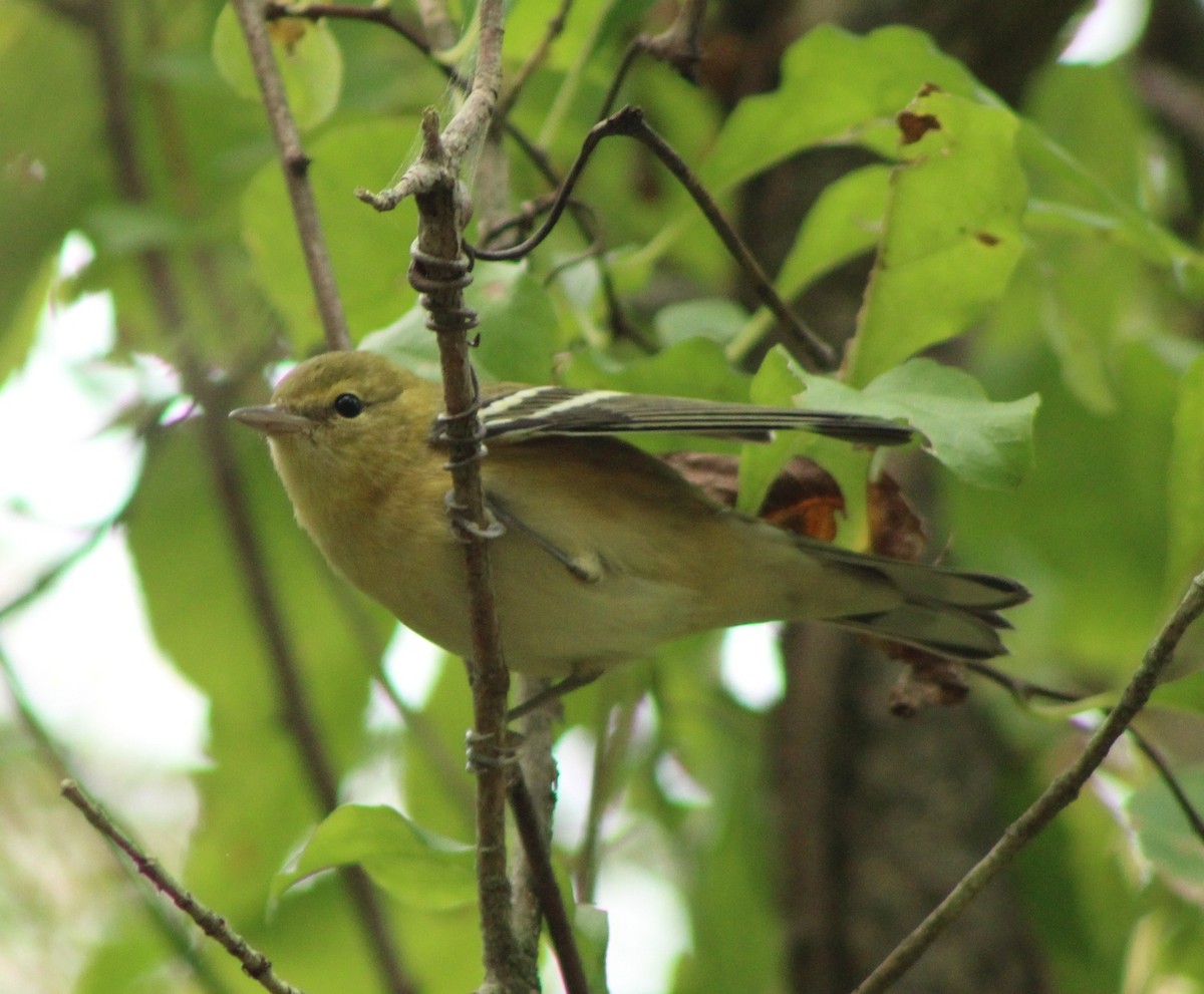 Bay-breasted Warbler - ML623503004