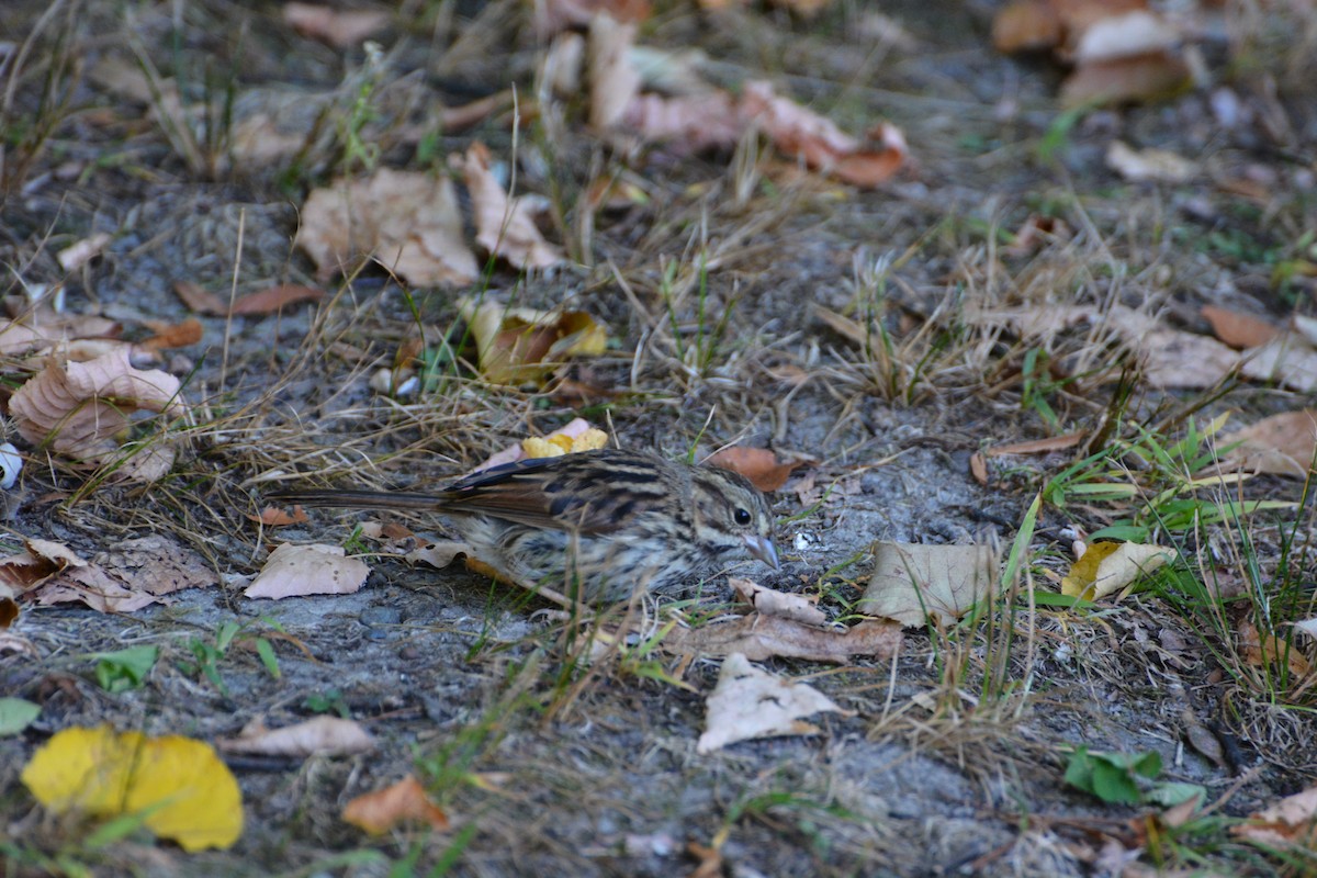 Song Sparrow - ML623503006