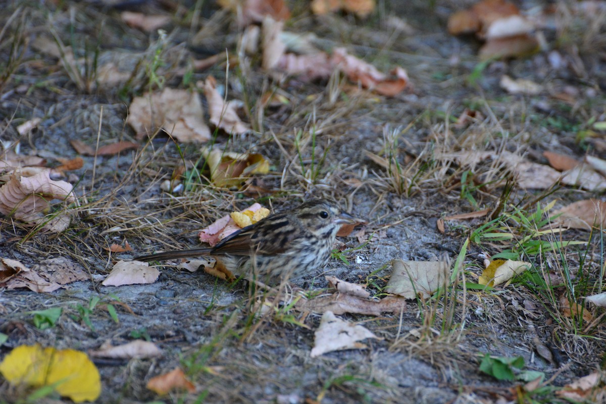 Song Sparrow - ML623503007