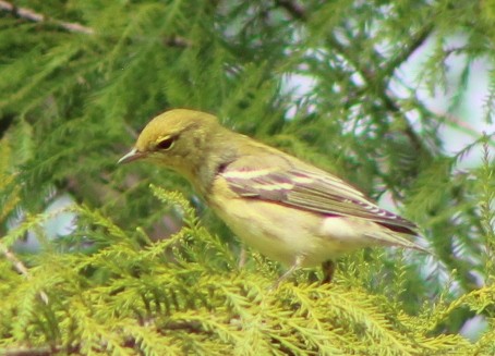 Blackpoll Warbler - ML623503021