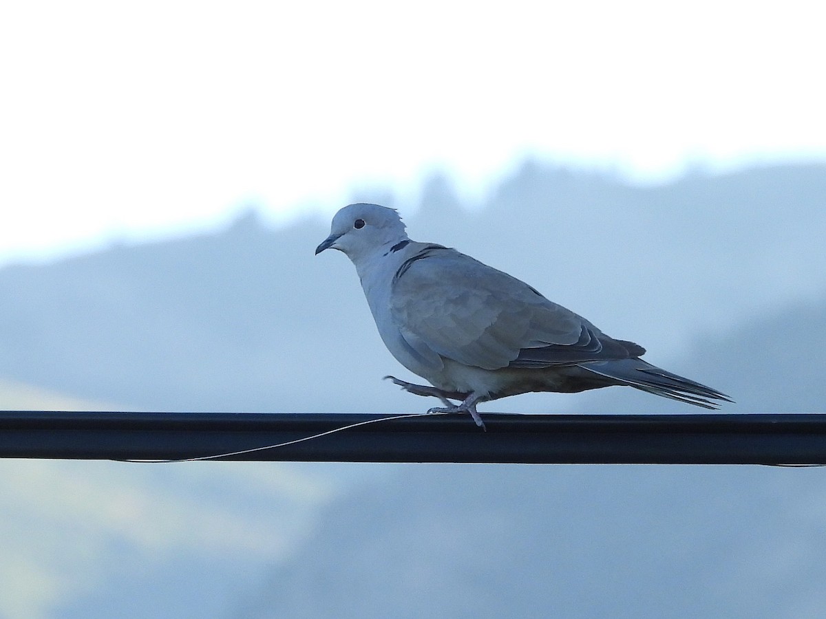 Eurasian Collared-Dove - ML623503032