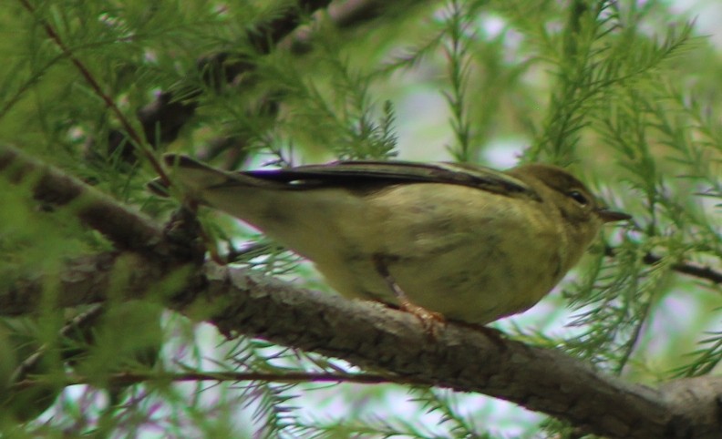 Streifenwaldsänger - ML623503033